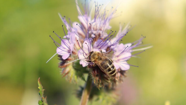 fleure abeille Alpilles Miels
