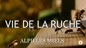 Lire la suite à propos de l’article Que se passe-t&rsquo;il dans la ruche en février ?