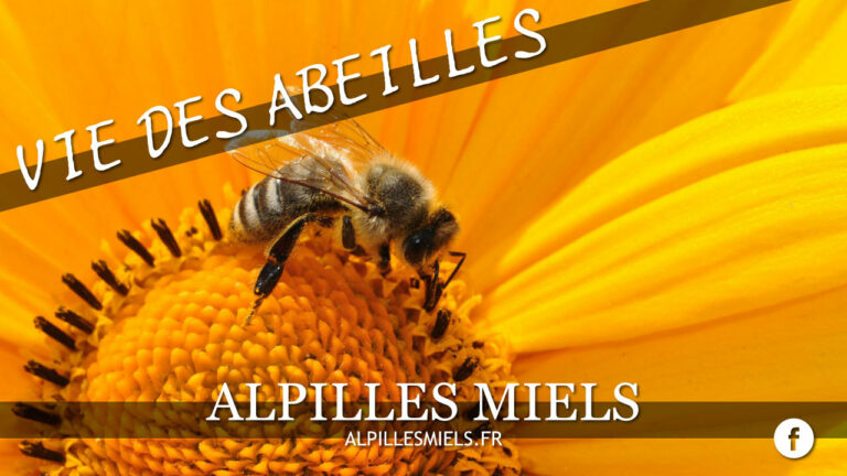 Lire la suite à propos de l’article Les plantes mellifères en juin