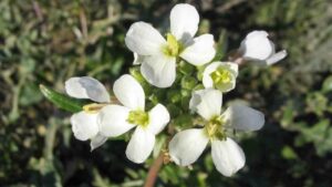 Lire la suite à propos de l’article Les plantes mellifères en décembre