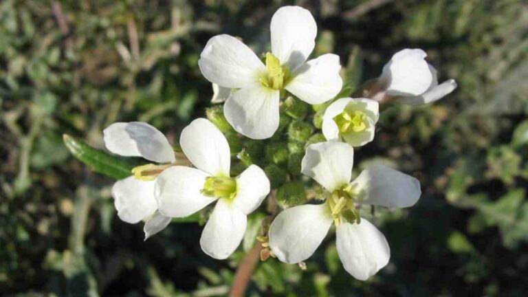 Lire la suite à propos de l’article Les plantes mellifères en décembre