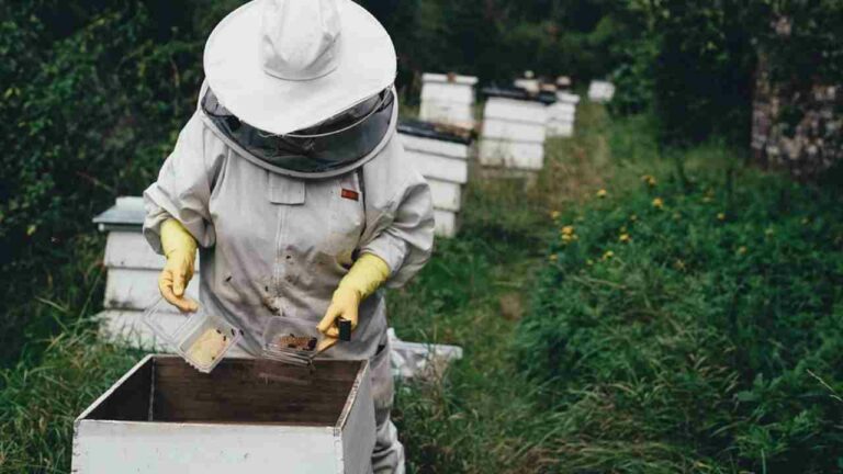 Lire la suite à propos de l’article Essaims d&rsquo;abeilles à réserver, découvrez notre sélection !